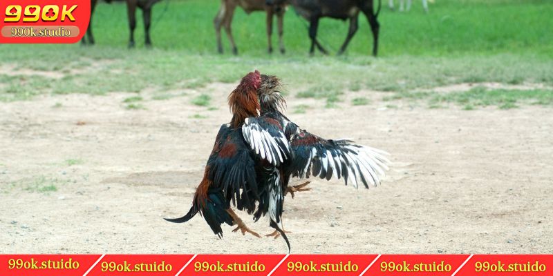 Các trận đấu diễn ra liên tục